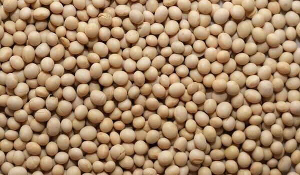 Bénin : le gouvernement fixe les prix de commercialisation du soja pour 2025-2026