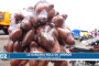 Petit cola ou Ahowé