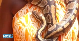 Vodun days 2026 : le python royal à Ouidah