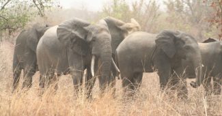 Bénin, parc w, Elephant, Alibori, communales conseillers