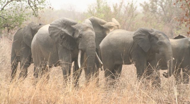 Bénin, parc w, Elephant, Alibori, communales conseillers
