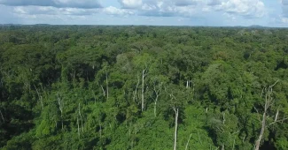 DESTRUCTION DES FORÊTS