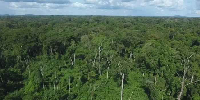 DESTRUCTION DES FORÊTS