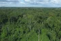 DESTRUCTION DES FORÊTS